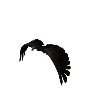 Bird GIF